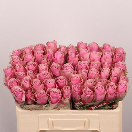 Rosa grootbloemig Athena Royale