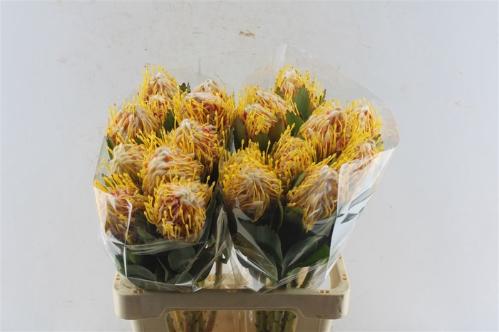 Leucospermum nutans 'Veldfire'