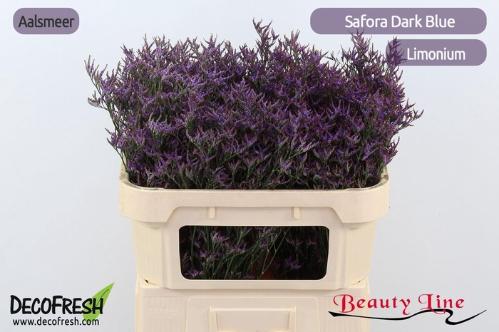Limonium Safora Dark Blue