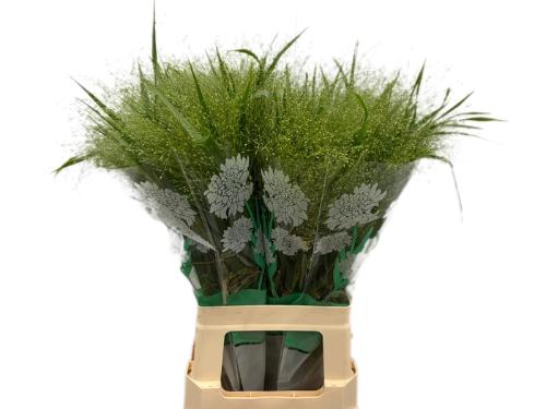 Panicum 'Fountain'