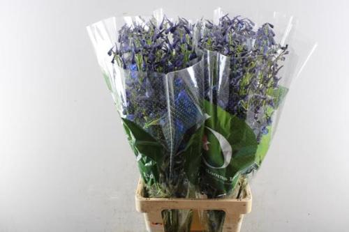 Delphinium Belladonna Grp enkelbloemig Donna