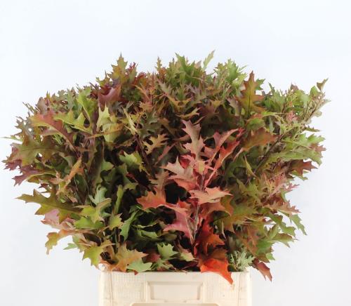 Quercus palustris