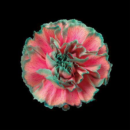 Dianthus standaard kleurbehandeld H%