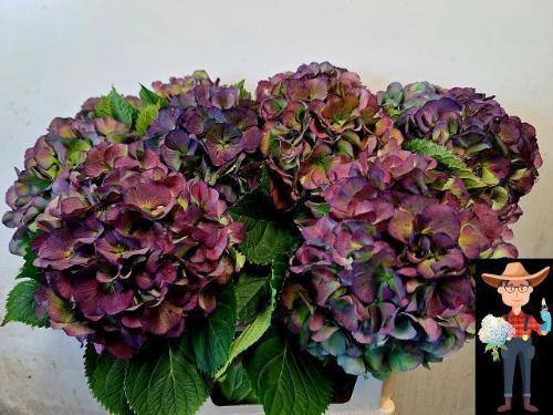 Hydrangea macrophylla 'Elbtal' (classic)