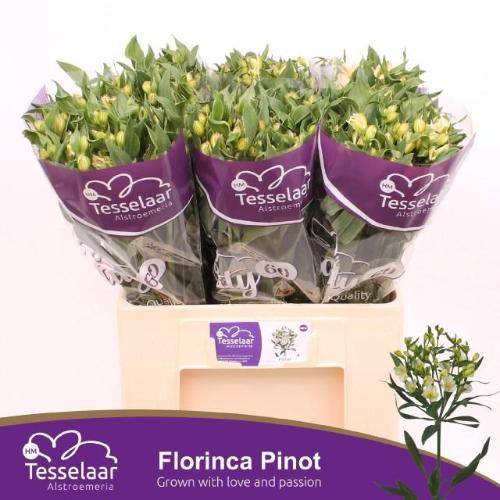 Alstroemeria florinca Pinot