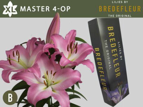 Lilium Oriental x Trumpet Grp Master