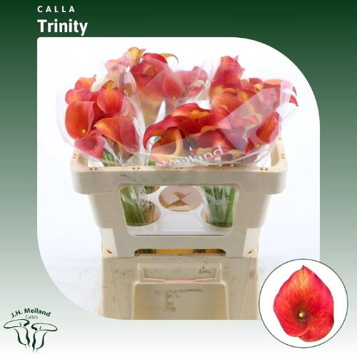 Zantedeschia 'Captain Trinity'