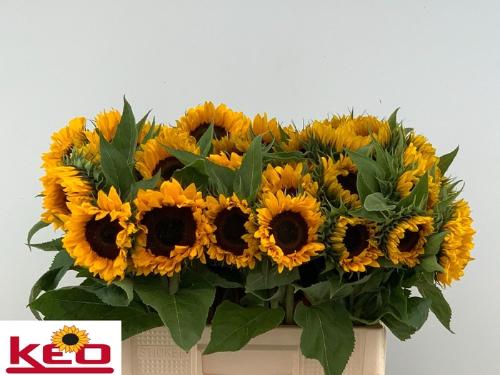 Helianthus annuus 'Sunrich Orange'
