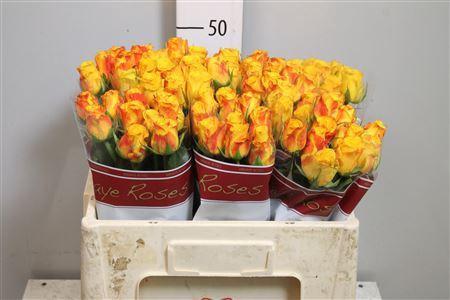 Rosa  grootbloemig Candlelight