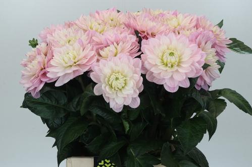 Dahlia Decor Grp 'Princess Kate'