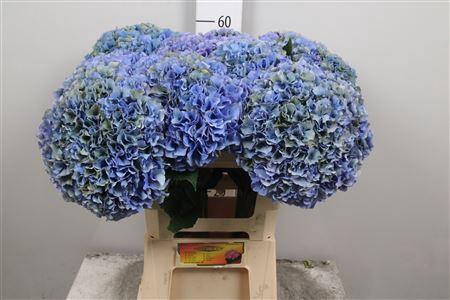 Hydrangea macrophylla Royal Parade (classic)