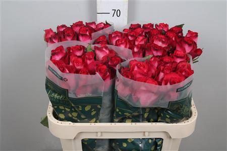 Rosa grootbloemig Nicoletta