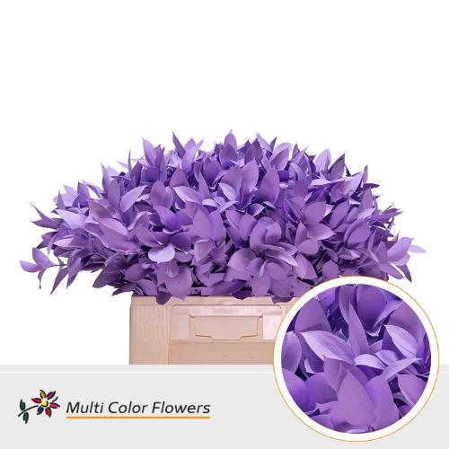 Ruscus kleurbehandeld H%