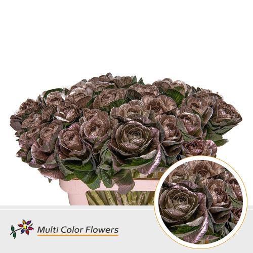 Brassica oleracea kleurbehandeld H%