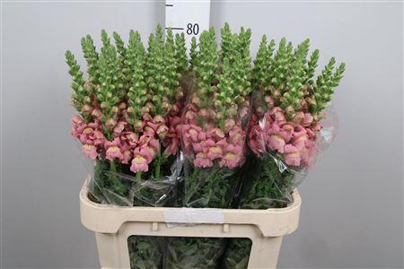 Antirrhinum majus 'Opus Pink'