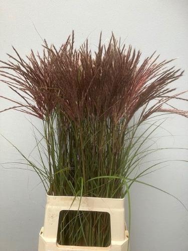 Miscanthus sinensis overig