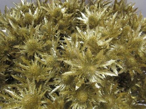 Eryngium planum kleurbehandeld H%