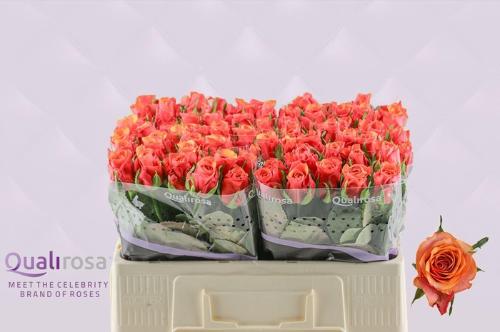 Rosa grootbloemig Espa