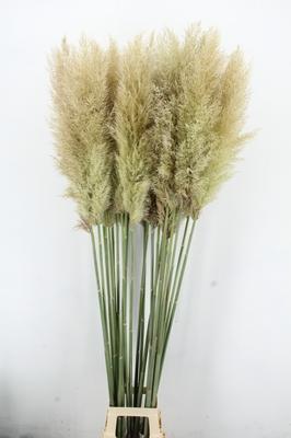Cortaderia selloana 'Evita'