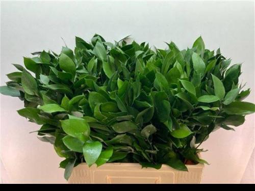 Ruscus hypophyllum (groot blad)