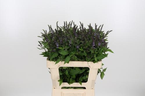 Mentha 'Dark Sensation'