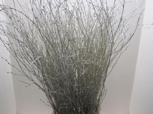 Betula kleurbehandeld H%