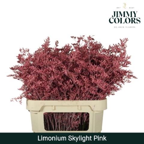 Limonium overig kleurbehandeld H%