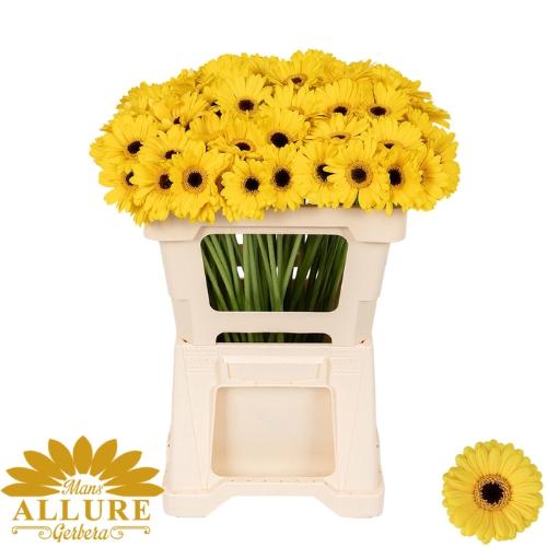 Gerbera mini Sunshine