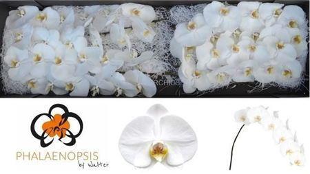 Phalaenopsis per bloem 'Sensation White'