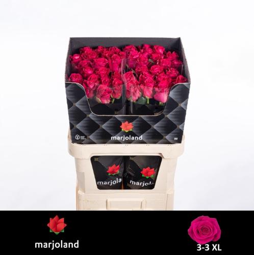 Rosa grootbloemig Xoch!