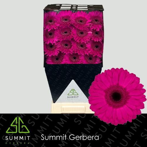 Gerbera grootbloemig Bon Dia