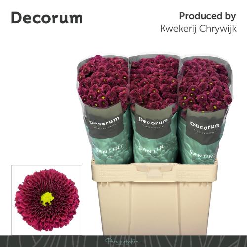 Chrysanthemum (Indicum Grp) tros santini AAA Purpetta Red