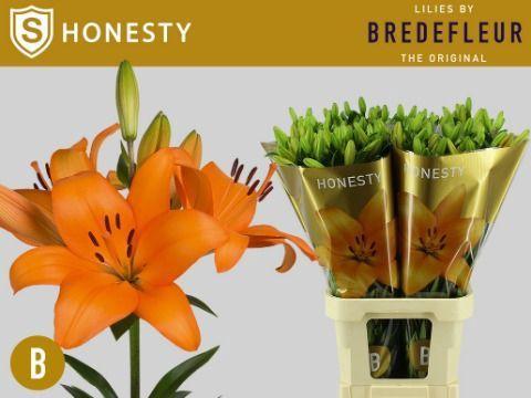 Lilium Longiflorum x Aziatische Grp 'Honesty'