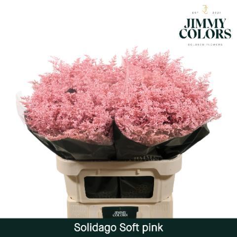 Solidago kleurbehandeld H%