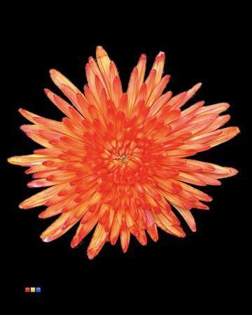 Chrysanthemum (Indicum Grp) geplozen Topspin kleurbehandeld H%