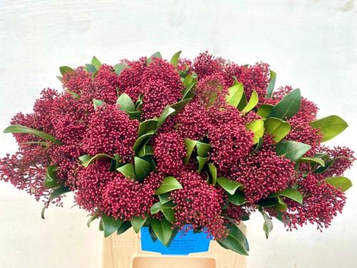 Skimmia per bos japonica 'Rubella'
