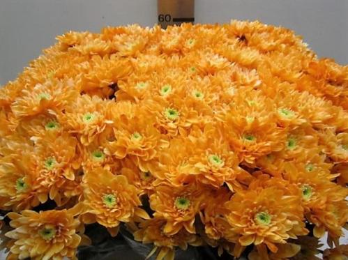Chrysanthemum Indicum Grp tros kas kleurbehandeld H%
