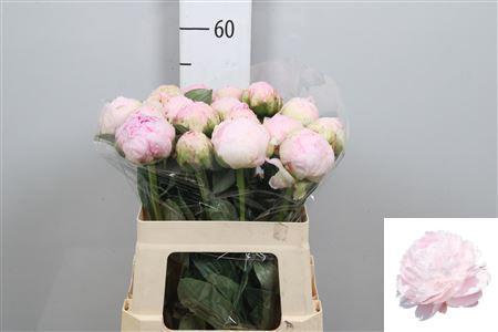 Paeonia Lactiflora Grp 'Pillow Talk'