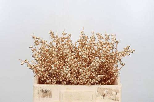 Ilex verticillata kleurbehandeld H%