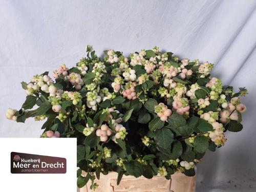 Symphoricarpos Magical Autumn Blush