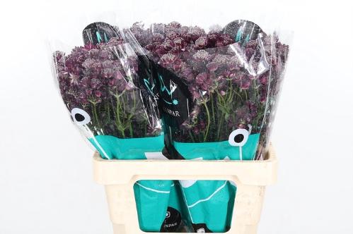 Astrantia major 'Star Of Love'