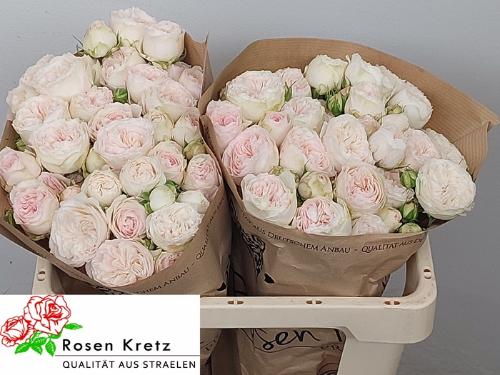 Rosa tros Royal Wedding