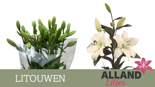 Lilium Longiflorum x Aziatische Grp 'Litouwen'