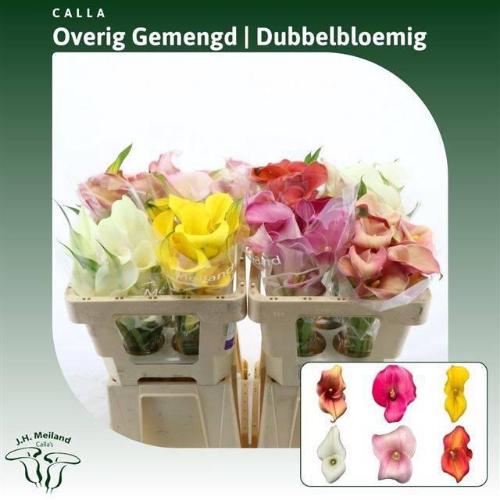 Zantedeschia gemengd in fust