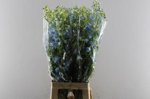 Delphinium Belladonna Grp enkelbloemig 'Ballkleid'