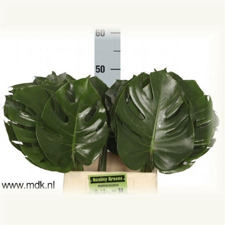Monstera (blad)