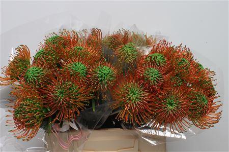 Leucospermum 'Naomi' kleurbehandeld H%