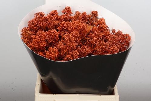 Skimmia per bos overig kleurbehandeld H%