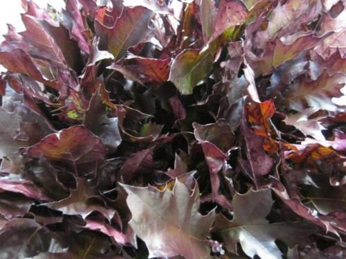 Quercus rubra kleurbehandeld H%