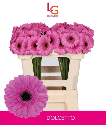 Gerbera mini Dolcetto